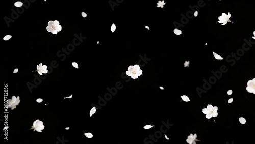 White Flower Petals Blooming on Black Background 4K 60fps video overlay