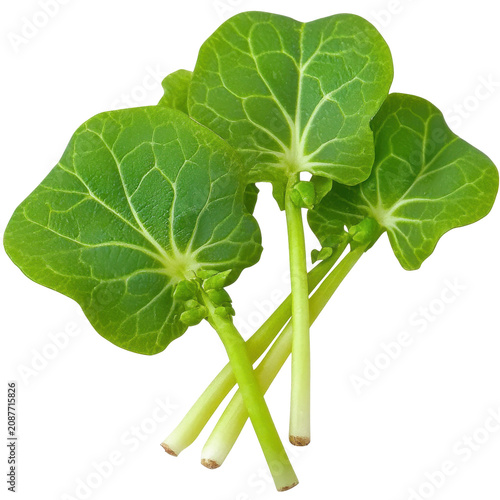 Fresh microgreens close-up with intricate leaf details isolated on white background