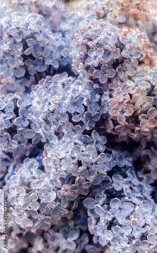 close up of purple lilac flower clusters filling entire frame dense clusters of small four petal blossoms water droplets on petals