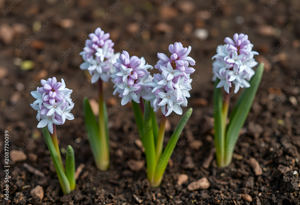 Obraz premium Five blooming hyacinth flowers growing in soil