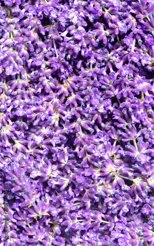 Freshly cut purple blue lavender flowers background backdrop. Traditional British cottage garden medicinal flowers.
