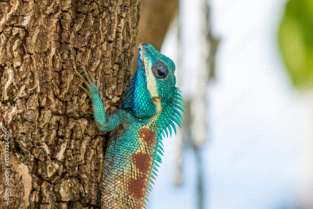 Fototapeta premium Vibrant Blue crested Lizard Climbing on Tree Trunk