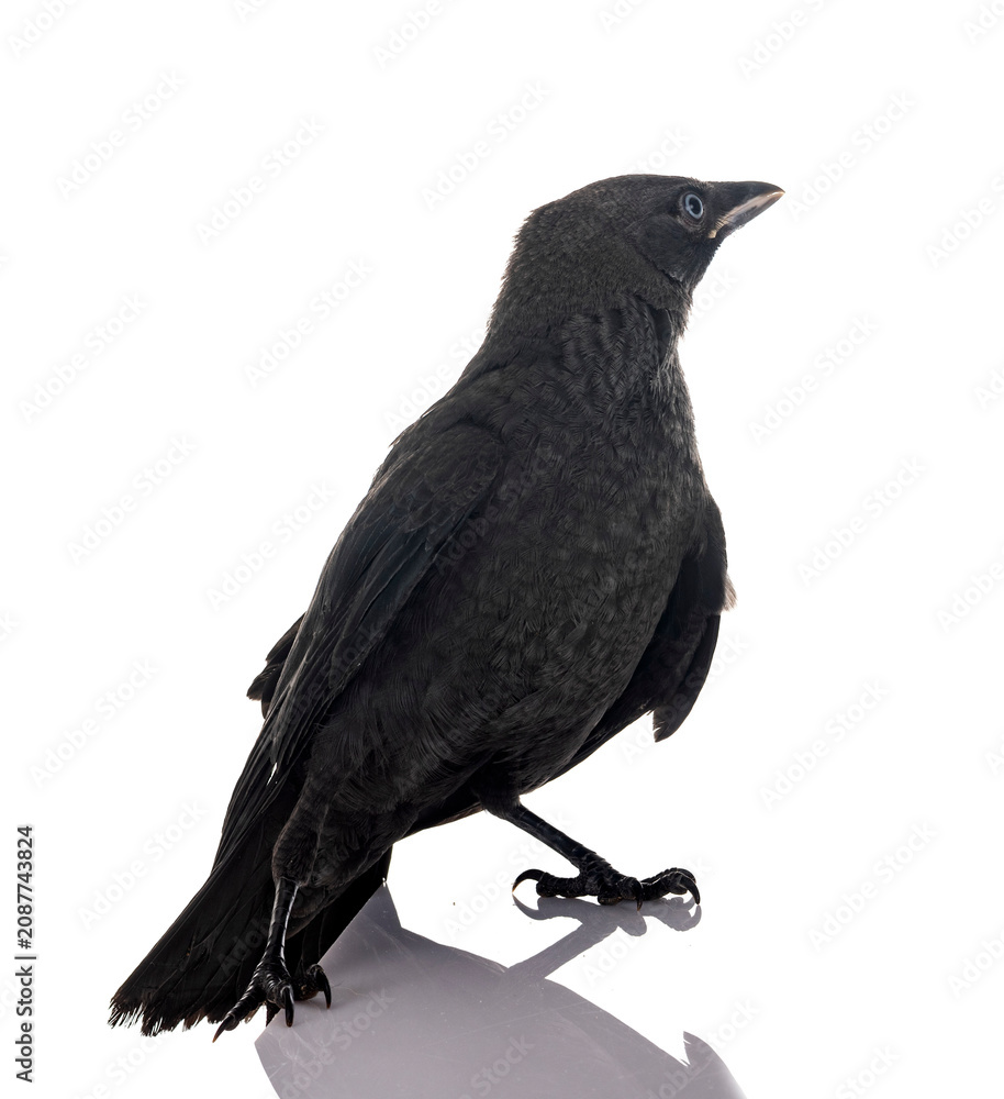 Fototapeta premium jackdaw in studio