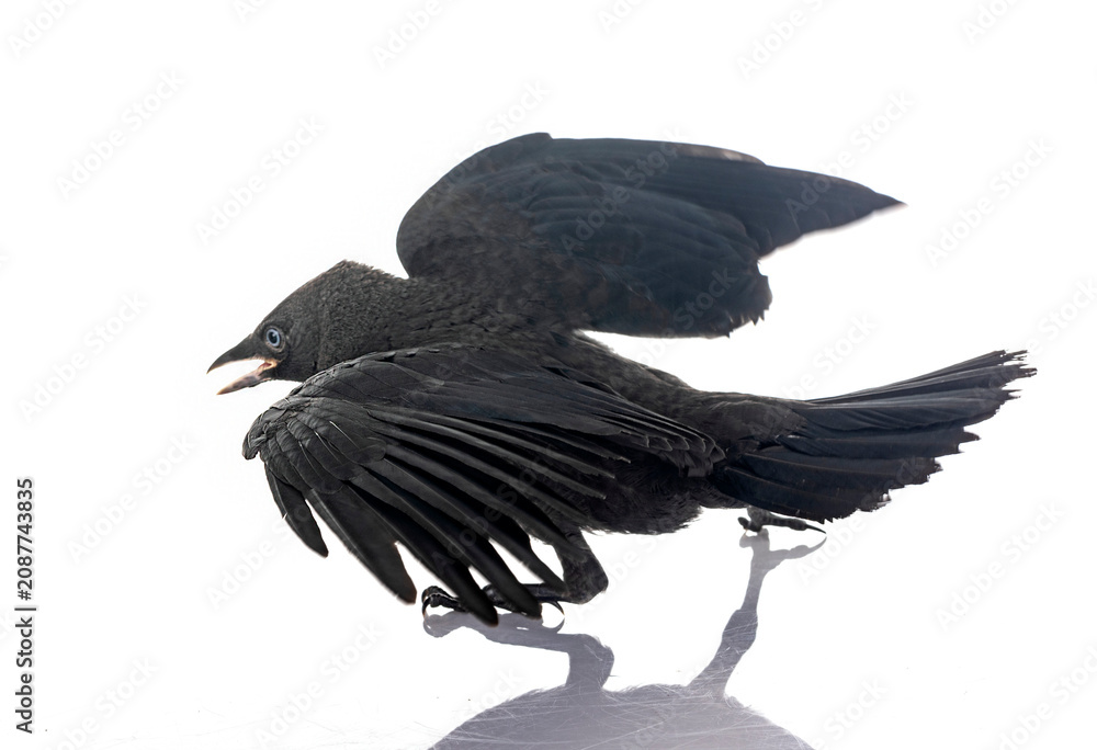 Fototapeta premium jackdaw in studio