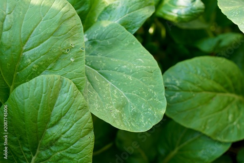 Fotografía Focus on Downy Mildew, Plant diseases on Fresh homegrown, organic vegetables, green food