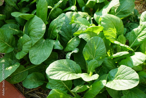 Top view of Cantonese, fresh organic vegetables on plant bed with morning light. homegrown or urban farming. organic food or eating healthy. nature background.