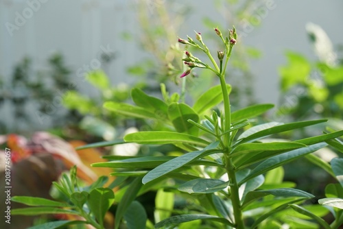 Selective focus on flower and seed, top of Talinum paniculatum in morning light. Fresh homegrown, organic vegetables, raw food.  Home gardening or urban farming. Nature background.
