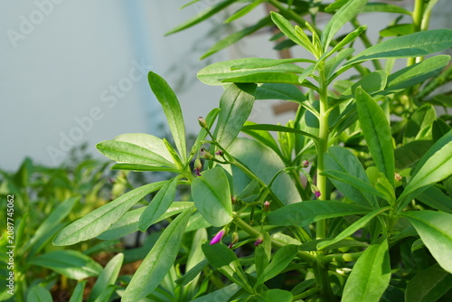 Full frame of Talinum paniculatum in morning light. Fresh homegrown, organic vegetables, raw food.  Home gardening or urban farming. Nature background.