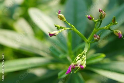 Selective focus on flower and seed of Talinum paniculatum in morning light. Fresh homegrown, organic vegetables, raw food.  Home gardening or urban farming. Nature background.