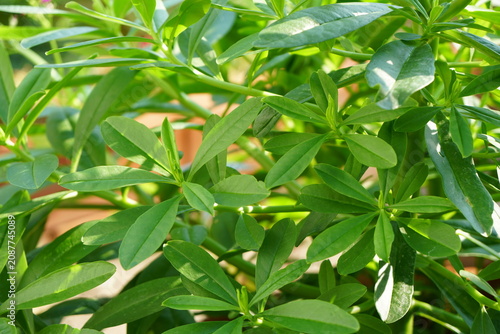 Full frame of Talinum paniculatum bush in morning light. Fresh homegrown, organic vegetables, raw food.  Home gardening or urban farming. Nature background.