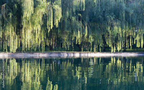 Fotografie A line of Weeping willow trees by the canal during the golden hour