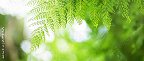 abstract circular green bokeh background, green nature spring and nature light in blurred style, copy space