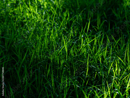  Close-up low angle view of lush dark green wild grass field with sunlight and shadow pattern in tropical urban park