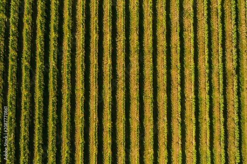 Aerial view of a vast agricultural field with perfectly aligned rows of crops bathed in warm sunlight, showcasing the organized patterns of nature and human cultivation.