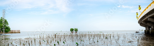 Tablou pe pânză Green mangrove tree planting in mangrove forest
