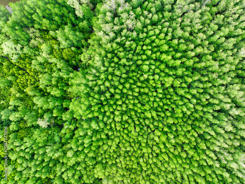 Bild auf Leinwand Aerial view mangrove forest ecosystem