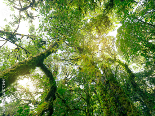 Konstfotografi Green tree forest with sunlight through green leaves