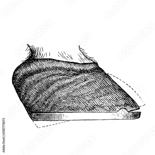 Fotografi Laminitic hoof with divergent rings and dorsal curvature, old vintage illustration, 1889