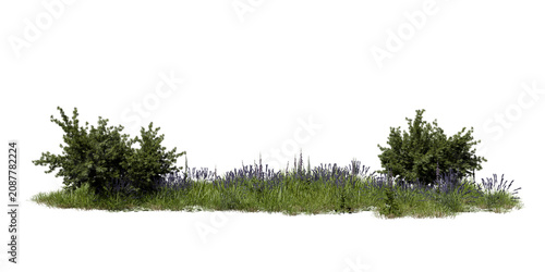 Bild auf Leinwand The scene features green shrubs and tall grasses with purple flowers