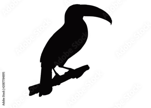 bird of prey