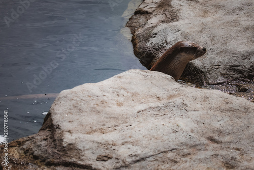Canvastavla Otter climbing pool. Stock photo