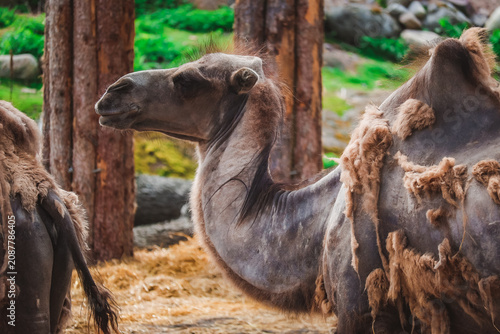 Fotografija Camels walk in the hot desert