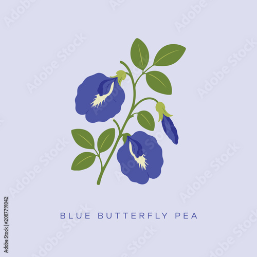 Foto Blue Butterfly Pea flower botanical illustration.