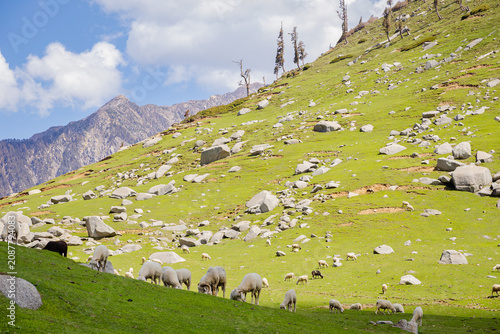 Flock of sheep grazing on a lush green mountain slope at Kareri Lake in Dharamshala, Himachal Pradesh
