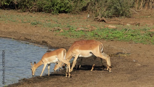 Alert impala antelopes (Aepyceros melampus) drinking water, Kruger National Park, South Africa