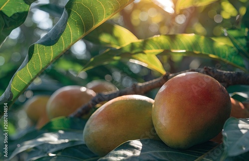 ripe peaches on the tree