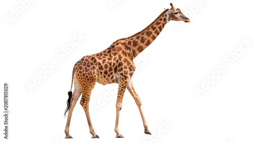 Photography Tall african giraffe standing walking gracefully isolated on transparent backgro