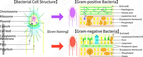 Fotografía Bacterial Cell Structure and Gram Staining Comparison of Gram-Positive and Gram-
