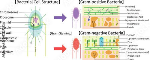 Foto Bacterial Cell Structure and Gram Staining Comparison of Gram-Positive and Gram-