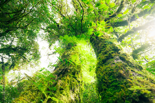 Fotografie Green tree forest with sunlight through green leaves