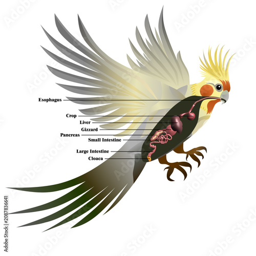 Foto Cockatiel bird digestive tract anatomy diagram showing crop proventriculus gizza