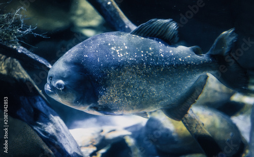 Cuadro en lienzo Photo of a red piranha swimming calmly with a sharp gaze.