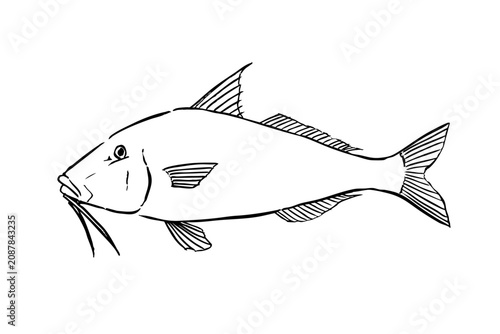 Photos Hand-drawn line art illustration of a goatfish isolated on white background