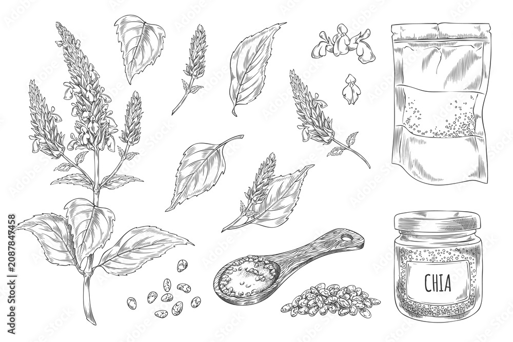 Fototapeta premium Chia plant and products vector engraved sketch collection, Salvia hispanica, condiment or seasoning seeds, Superfood