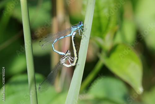 reproduction d'agrions de mercure
