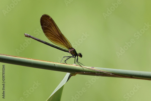 caloptéryx virgo femelle