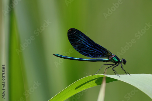 caloptéryx virgo male