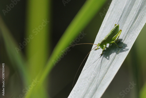 grande sauterelle verte immature