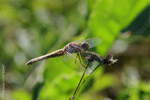 Libellule orthétrum   bleuissant femelle - orthétrum coerulescens
