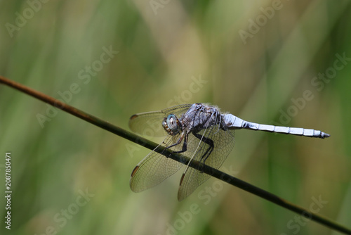 Libellule orthétrum   bleuissant male - orthétrum coerulescens
