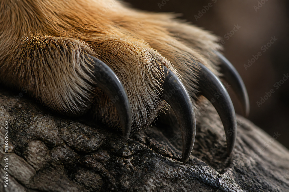 Fototapeta premium A close-up of a large animal's paw with sharp claws resting on rough bark.