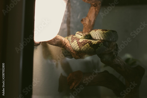 Canvas Print Pit viper coiled on a tree branch basking under terrarium lam
