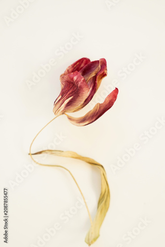 Close-Up of a Wilted Red Tulip