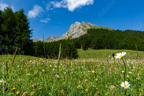 Grassland in the italian alps of Valtellina