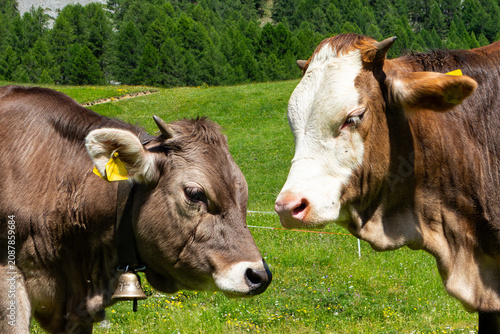 Close-up of two cows in the alps