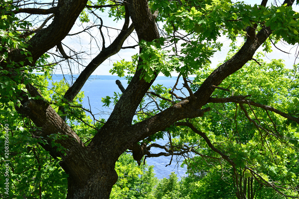 Fototapeta premium Tree Branches with Green Leaves Overlooking a Calm Lake oak tree